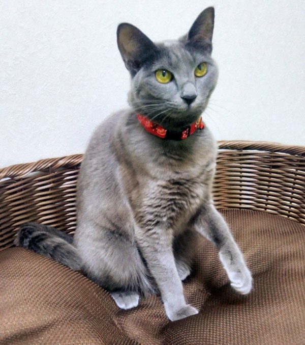 新年ララちゃん☆