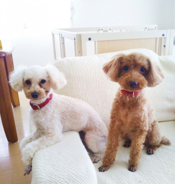 3度目のココちゃん・ルルちゃん☆