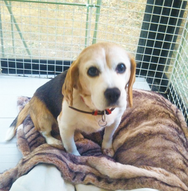 ビーグルのピッコロ君☆