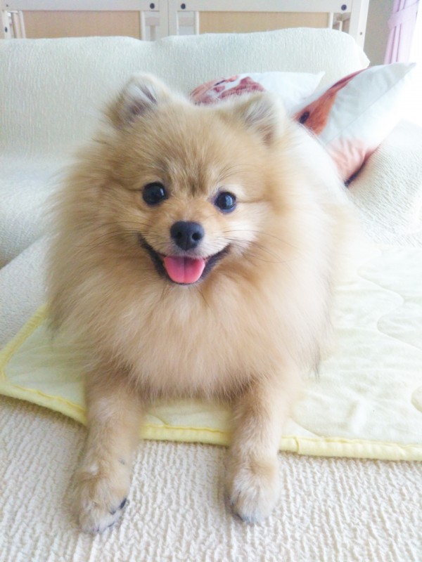 リピートの虎吉君☆