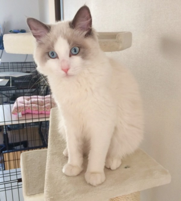 当キャッテリー出身の子猫達☆