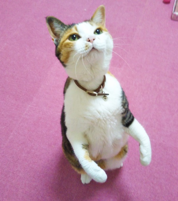 三毛猫のリブちゃん☆