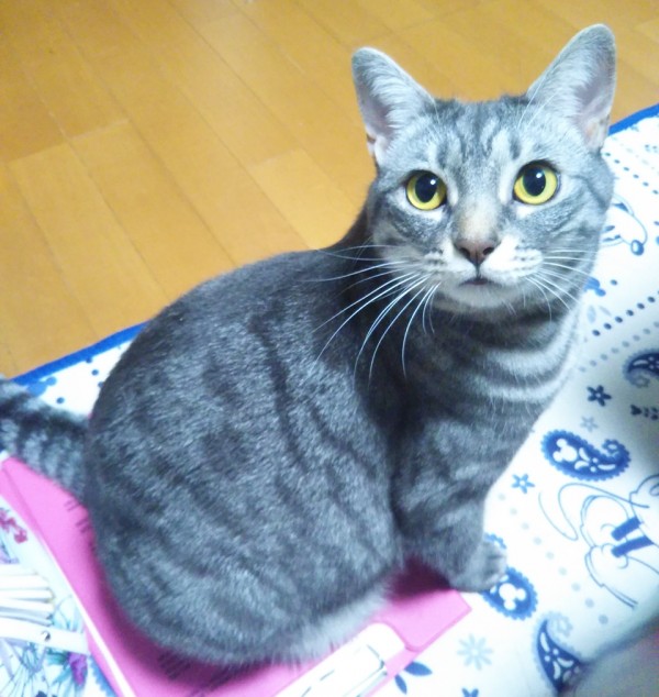 くうちゃん・かい君・りく君☆