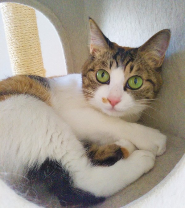 ココアちゃん・クッキーちゃん☆