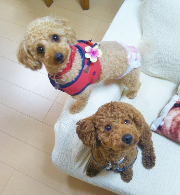 成犬になったチョコ君・プアちゃん☆