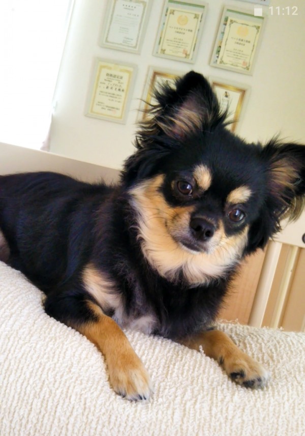 ロングコートチワワのオーキ君☆