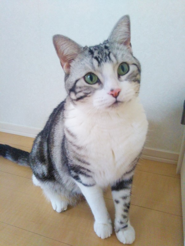 アメショの福君☆