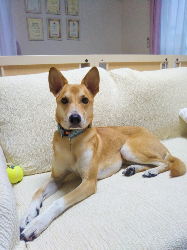 台風の日のコメ君☆