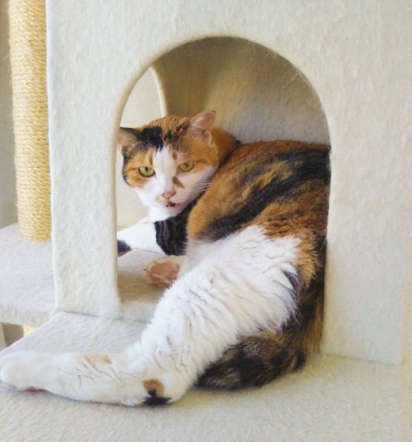 リピートのクー君・リブちゃん☆