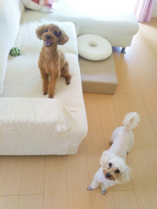 家族のようなココちゃん・ルルちゃん☆