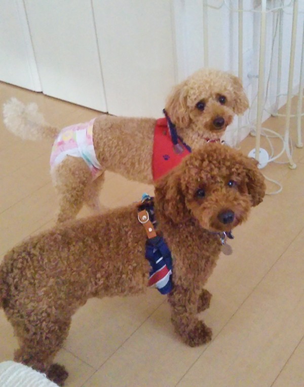 1ヶ月ぶりのチョコ君・プアちゃん☆