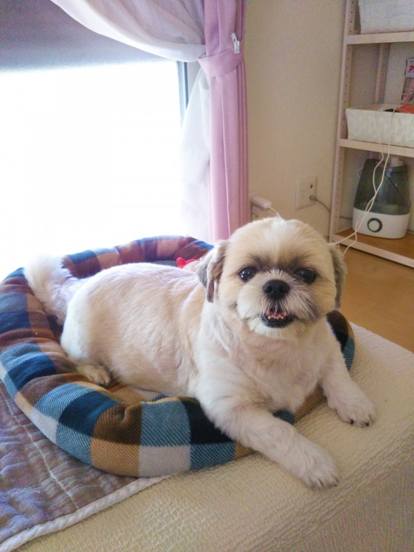 夏バテ気味ふぅちゃん☆