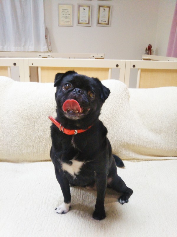 パグ×狆のMIX、ハナちゃん☆