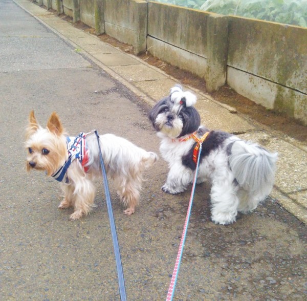 ギズモちゃん・チンクルちゃん☆