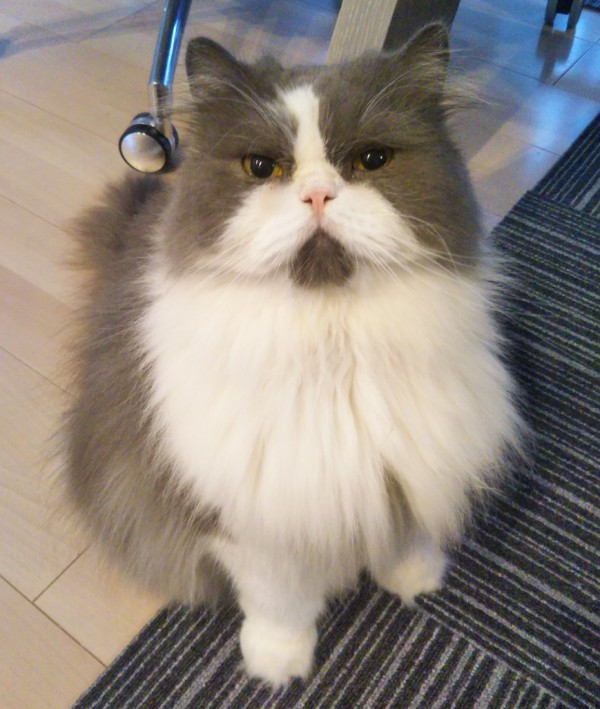 お久しぶりのドンファン君☆