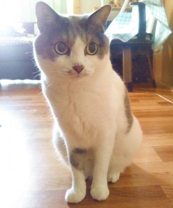 チョコ君と会えなかったモカ君☆