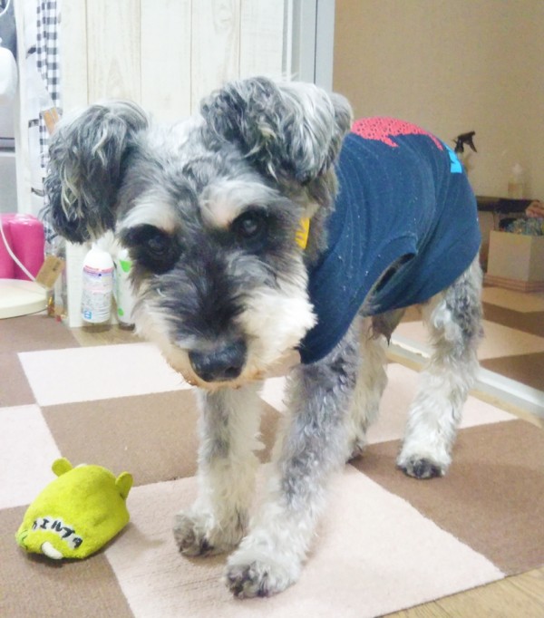 シュナウザーのコトラ君☆