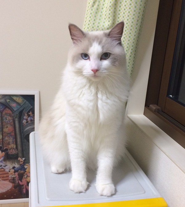 当キャッテリー出身のラグドール達☆