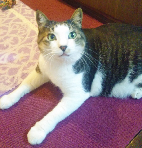 リピートの4にゃんず☆