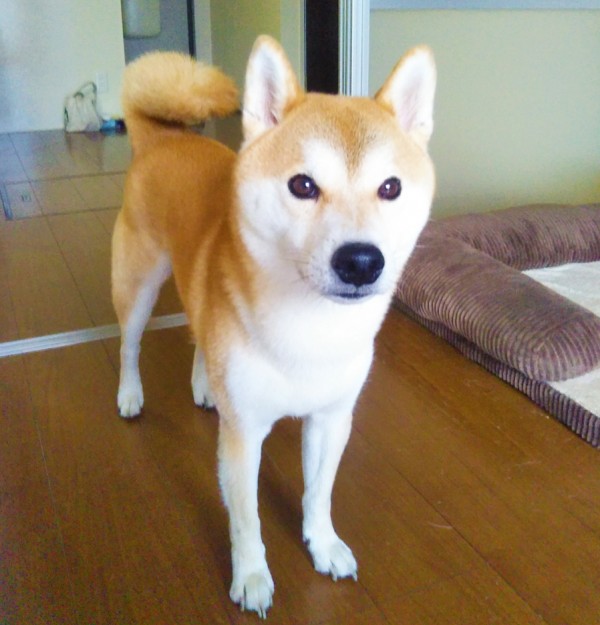 柴犬の小太郎君☆