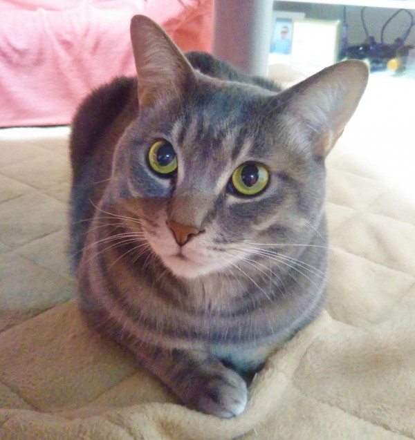 距離が縮まる4にゃんず☆