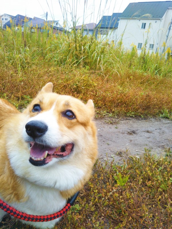 ウェルシュコーギーのルルちゃん☆