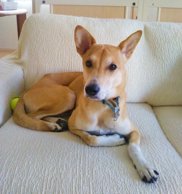 ハロウィンなコメ君☆