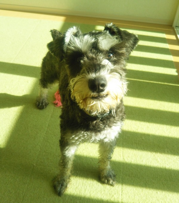 リピートのサンタ君☆