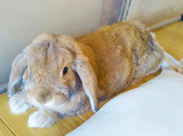 ウサギ君とデグーちゃん☆