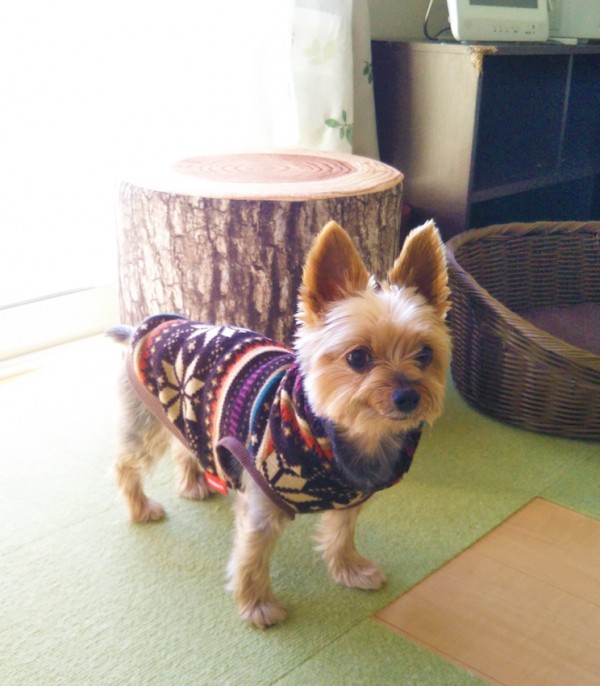 ヨーキーのモカちゃん☆