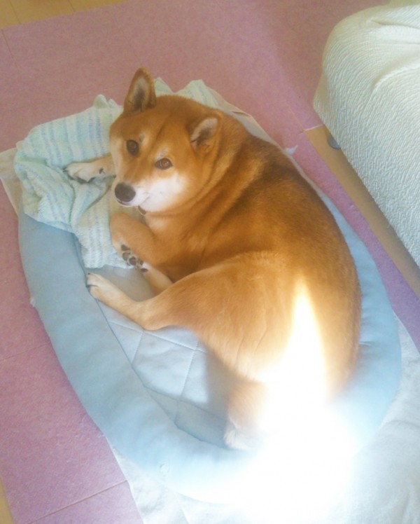 柴犬のだいず君☆