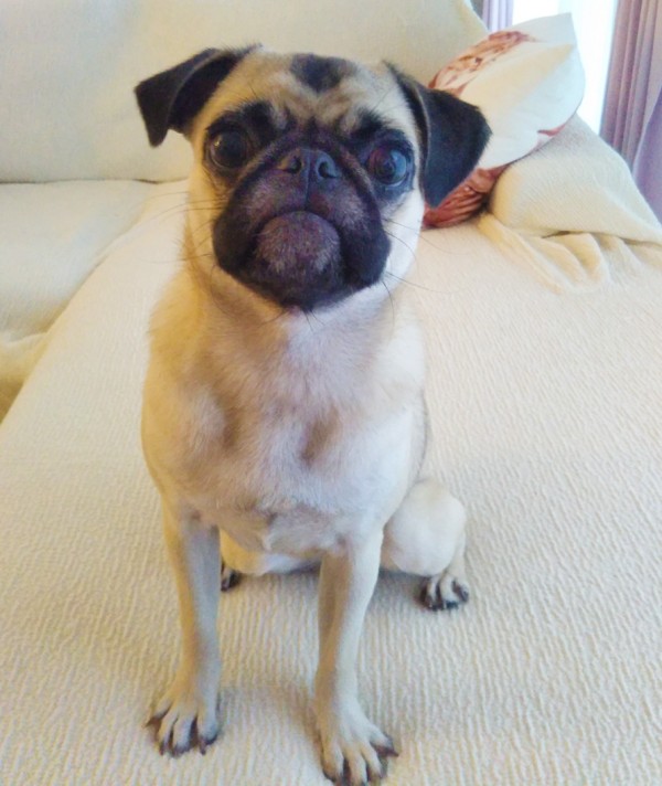 パグのパグ君☆