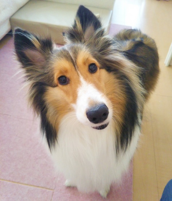 シェルティのミルちゃん☆