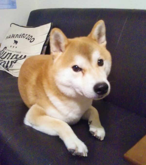 リピートの小太郎君☆