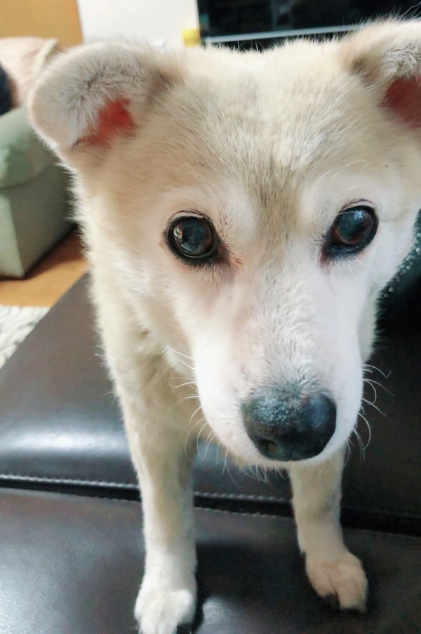 お試しシッターくぅちゃん☆