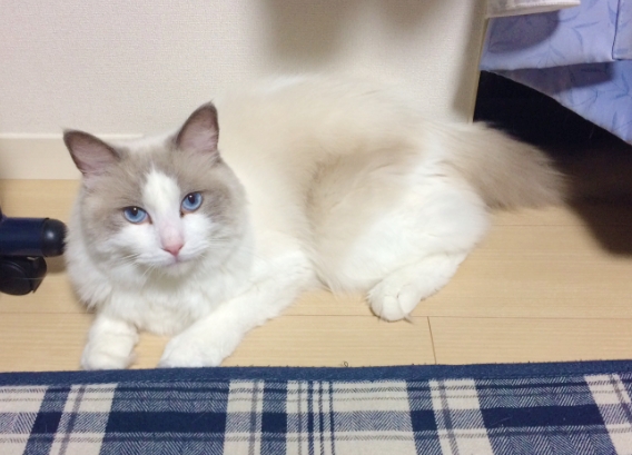 2歳になったご報告頂きました☆