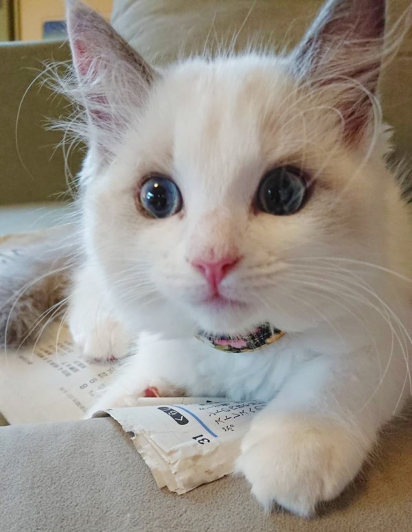 当キャッテリー出身の子猫☆