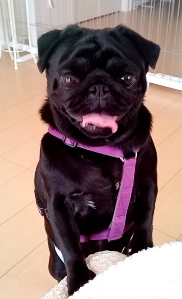 黒パグもずくちゃん☆