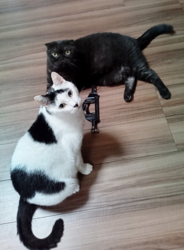 11歳のクロ君・ブチ君☆