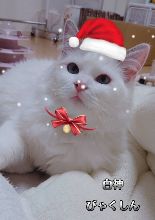 クリスマスイブ☆