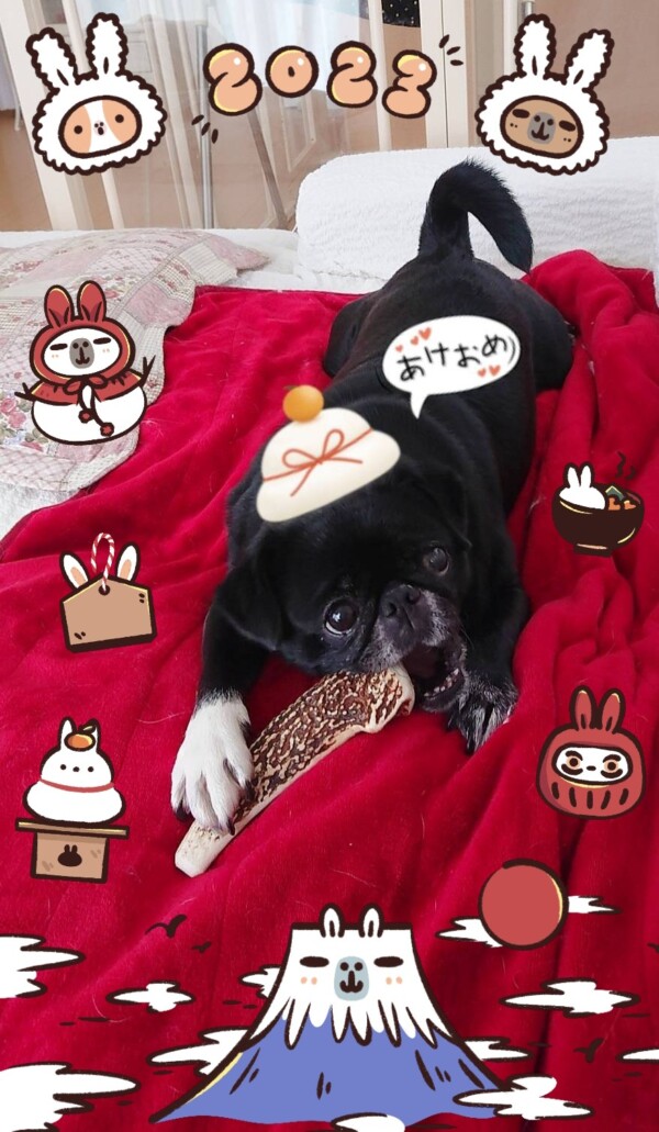 年越しハナちゃん☆