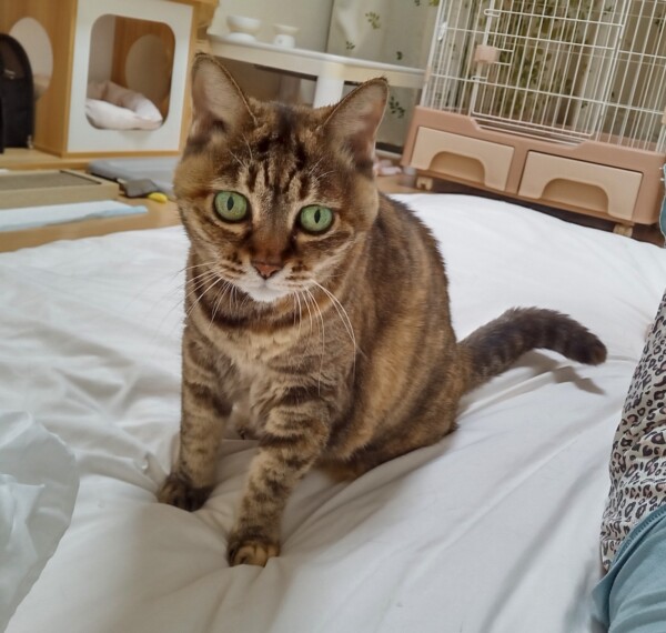 １０日間まめちゃん☆