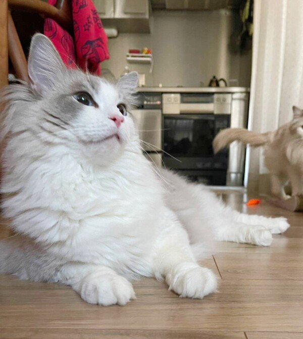 2021年６月１日生まれラグドール☆３歳おめでとう！（更新済）