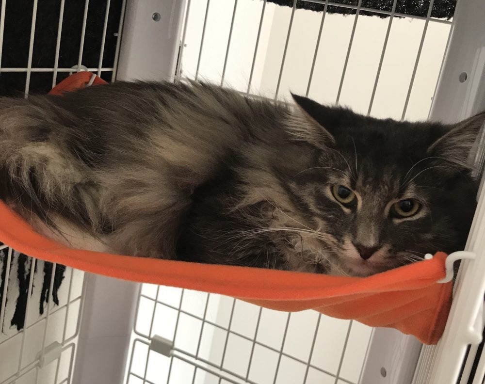 キャットシッター☆福岡市中央区 ノルウェージャンフォレストキャットの狐次郎君①