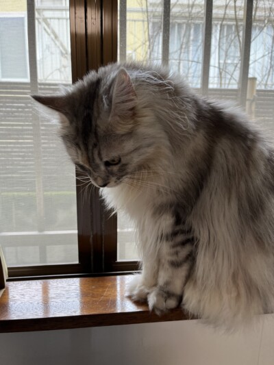 メインクーンちゃんのカウンセリング