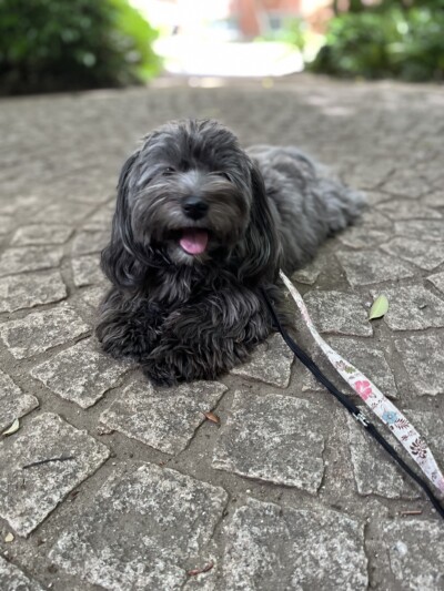 ハバニーズちゃんのお世話