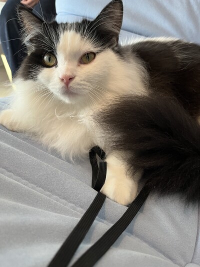 猫ちゃんのカウンセリング