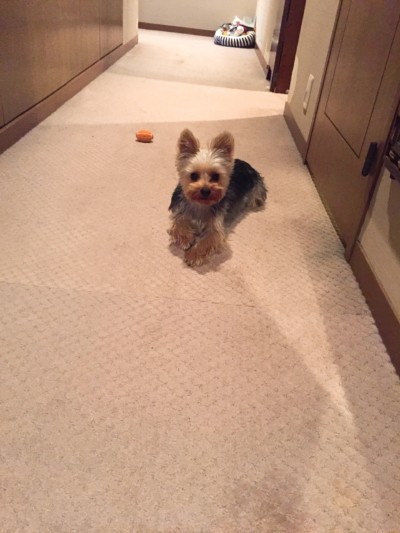 今日のお世話♪