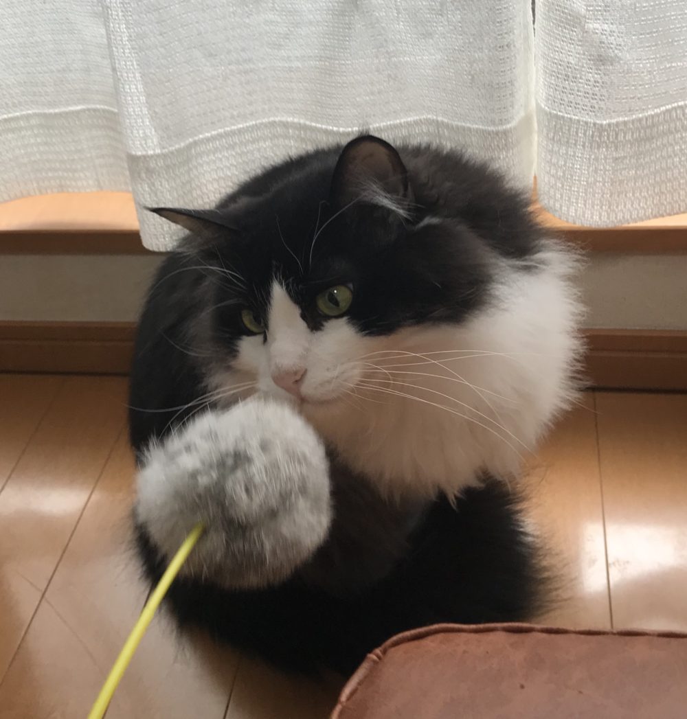 キャットシッター☆福岡市博多区 リン君⑥