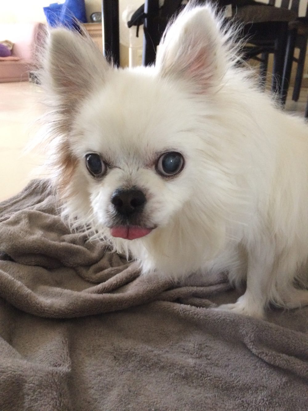 30.7.3 島田市のチワワ ビリー君のお世話